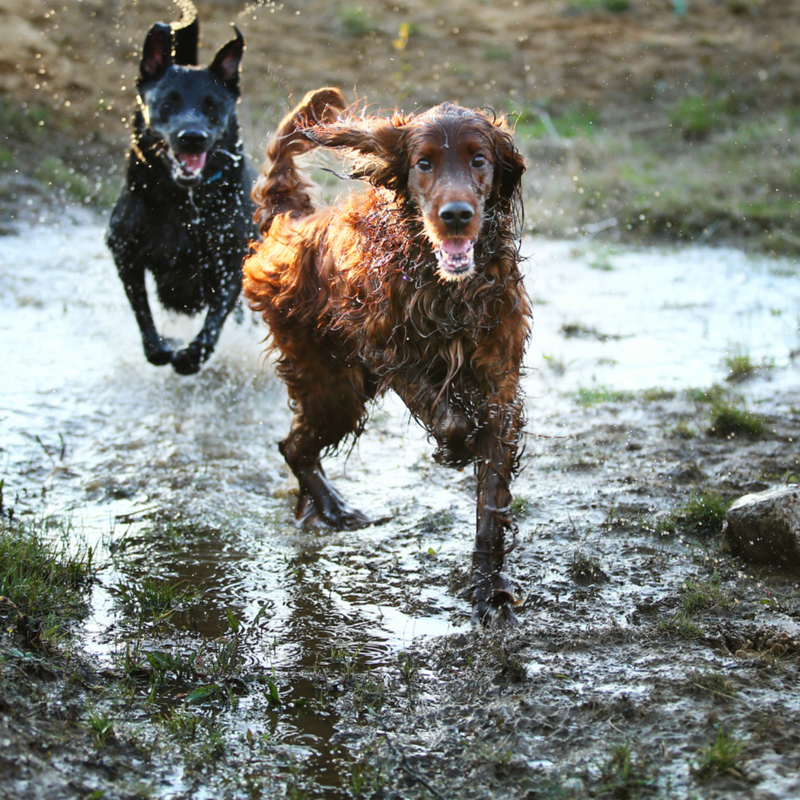 Dirty Dog Kit