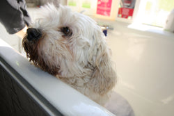 Pet Travel Box Gulliver Spare Clips